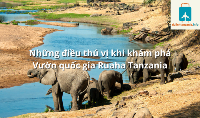 Những điều thú vị khi khám phá Vườn quốc gia Ruaha Tanzania